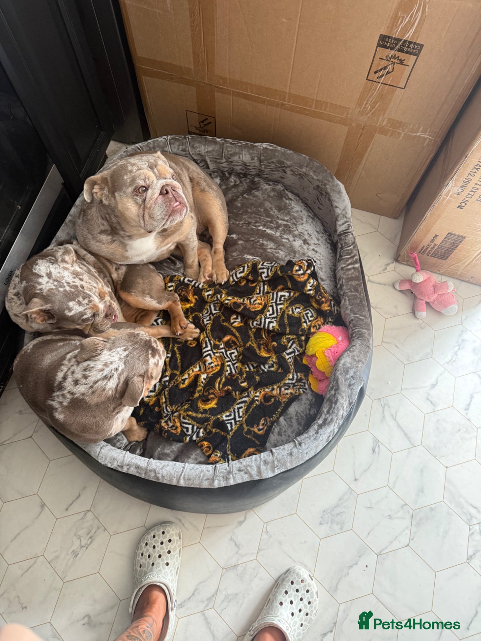 English Bulldog dogs ✨ KC Registered English Bulldog Girl – Remi Roo ✨ - Advert 1