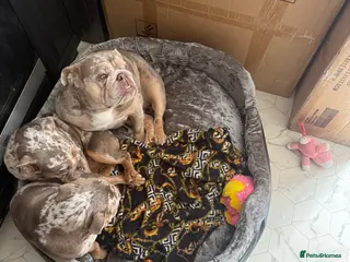 English Bulldog dogs ✨ KC Registered English Bulldog Girl – Remi Roo ✨ - Advert 1