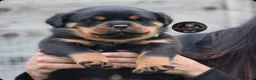 Rottweiler dogs for sale: Outstanding Rottweiler Litter Of 6 Beautiful Boys - Advert 2