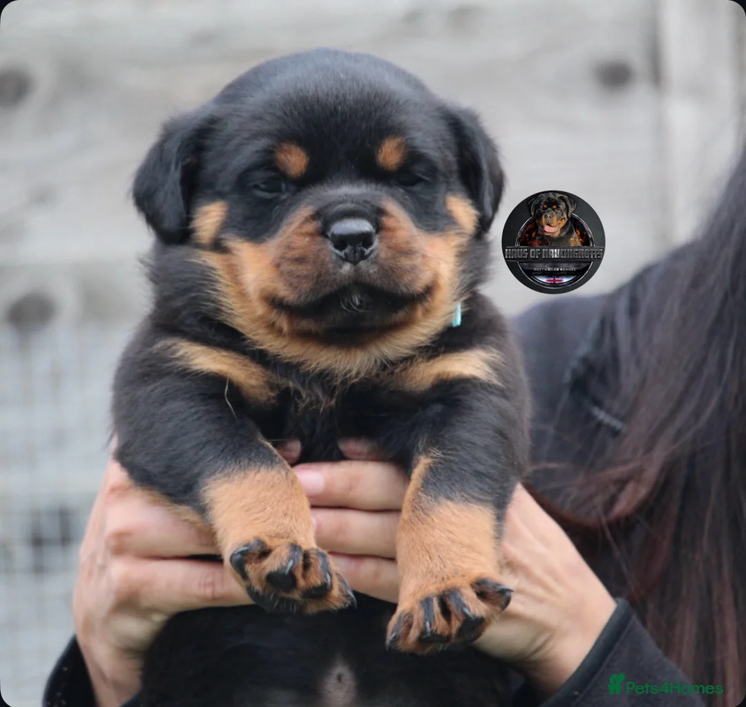 Rottweiler dogs for sale: Outstanding Rottweiler Litter Of 6 Beautiful Boys - Advert 2