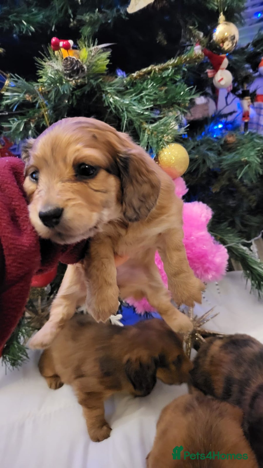 Miniature Dachshund dogs for sale: Miniature long haired daschunds  - Advert 6