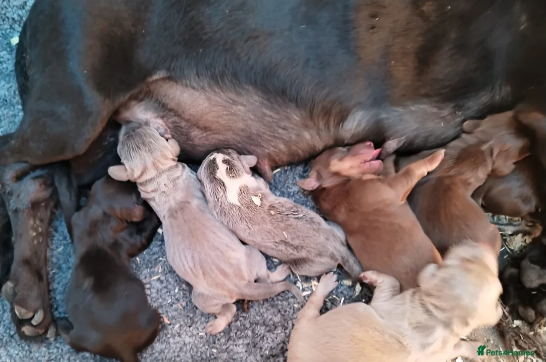 Miniature Dachshund dogs for stud: 🍦ALPHA mini cream Int/Int pied Smooth dachshund ! in Mexborough - Advert 30