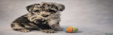 Schnoodle Puppy 1