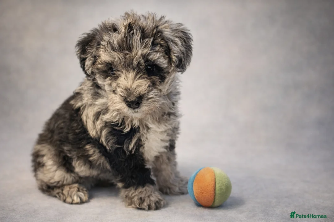 Mixed Breed dogs for sale: Rare Toy Schnoodles  - Advert 5