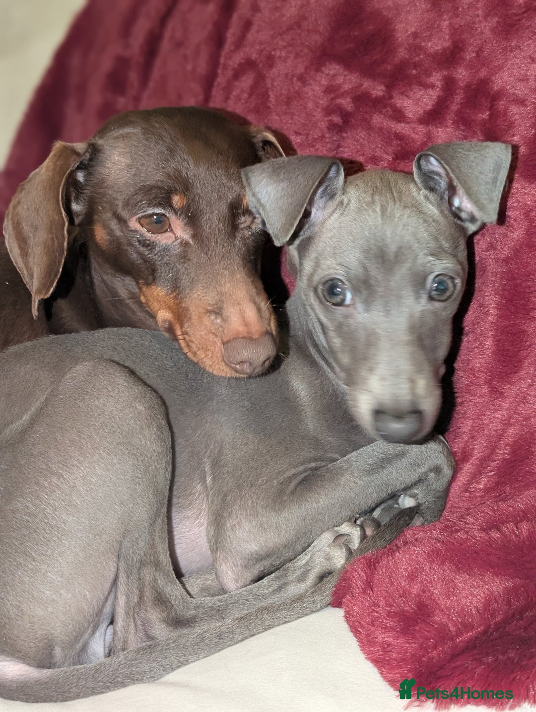 Italian Greyhound dogs for sale: Italian grey hound female  - Advert 6