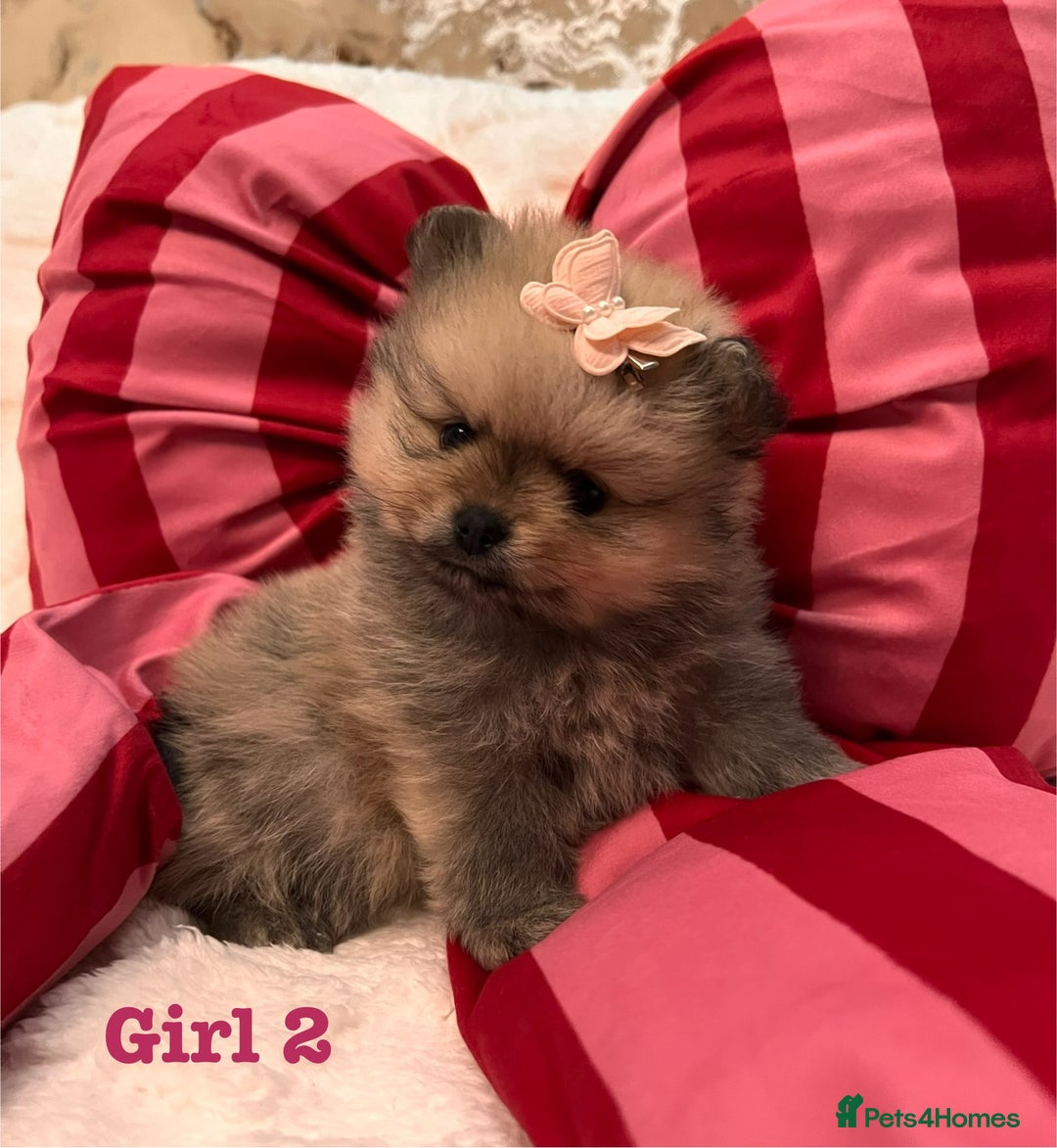 Pomeranian dogs for sale: Pomeranian Puppies looking for their new homes❤️ - Advert 4