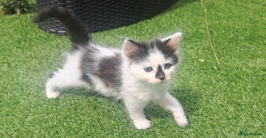 Mixed Breed cats - Advert 3