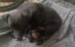 Patterdale Terrier dogs for sale: Patterdale pups for sale ready now - Image 31