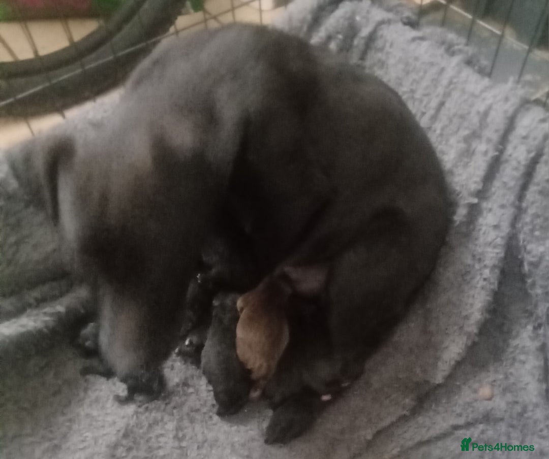 Patterdale Terrier dogs for sale: Patterdale pups for sale ready now - Image 31