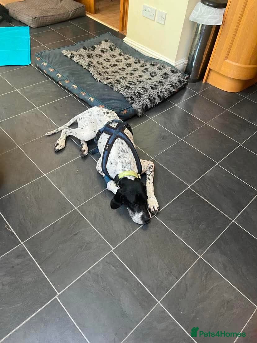 Pointer dogs Loki! - Advert 1