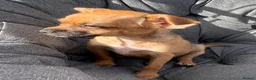 Mixed Breed dogs for sale: Border terrier x Jack Russell boy pup  in Harlow - Advert 3