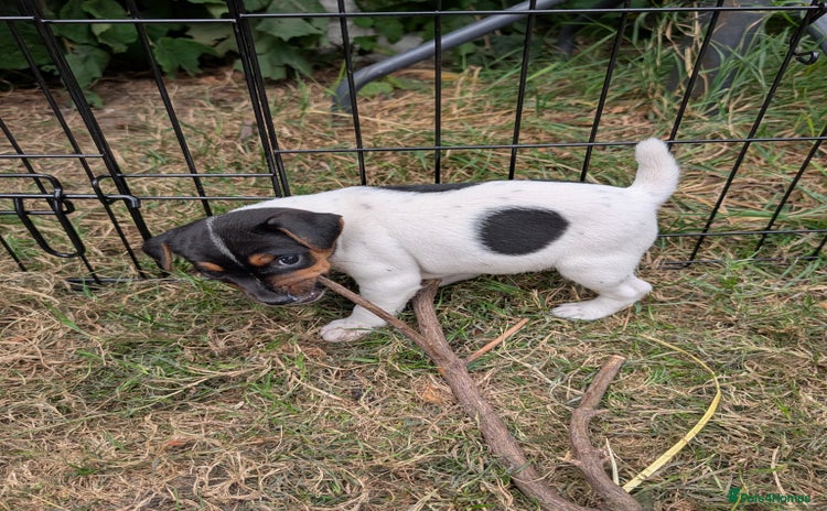 Jack Russell dogs - Advert 4