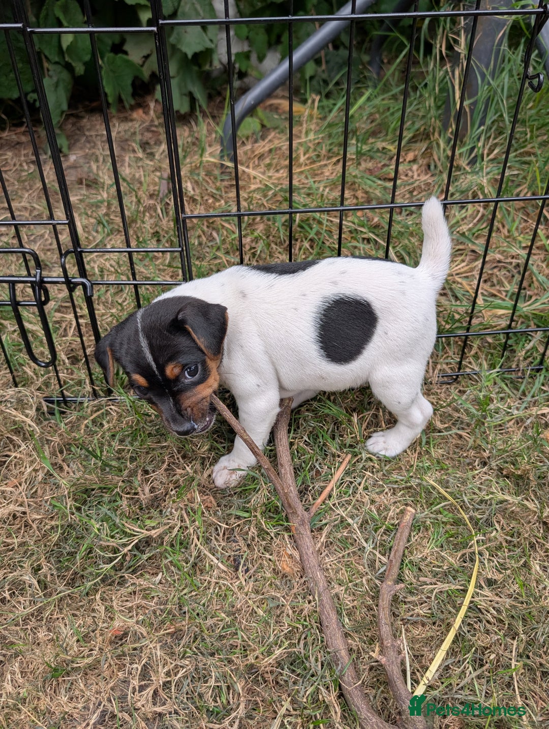 Jack Russell dogs for sale: Jack Russell puppys - Image 1
