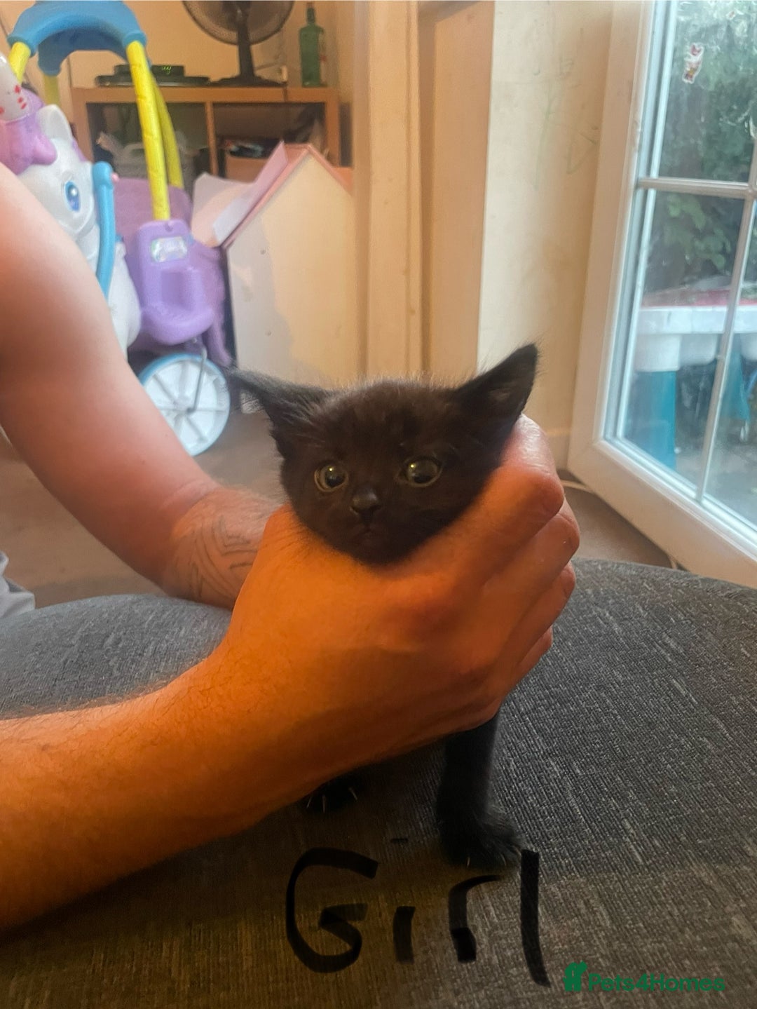 Domestic Shorthair cats for sale: Family friendly kittens looking for a new home  - Image 6