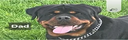 Rottweiler dogs for sale: Chunky Rottweiler Puppies - Advert 4