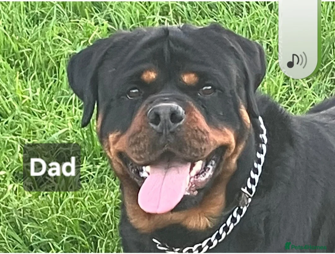 Rottweiler dogs for sale: Chunky Rottweiler Puppies - Advert 4