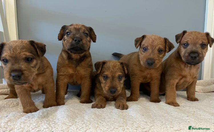 Lakeland Terrier dogs - Advert 1