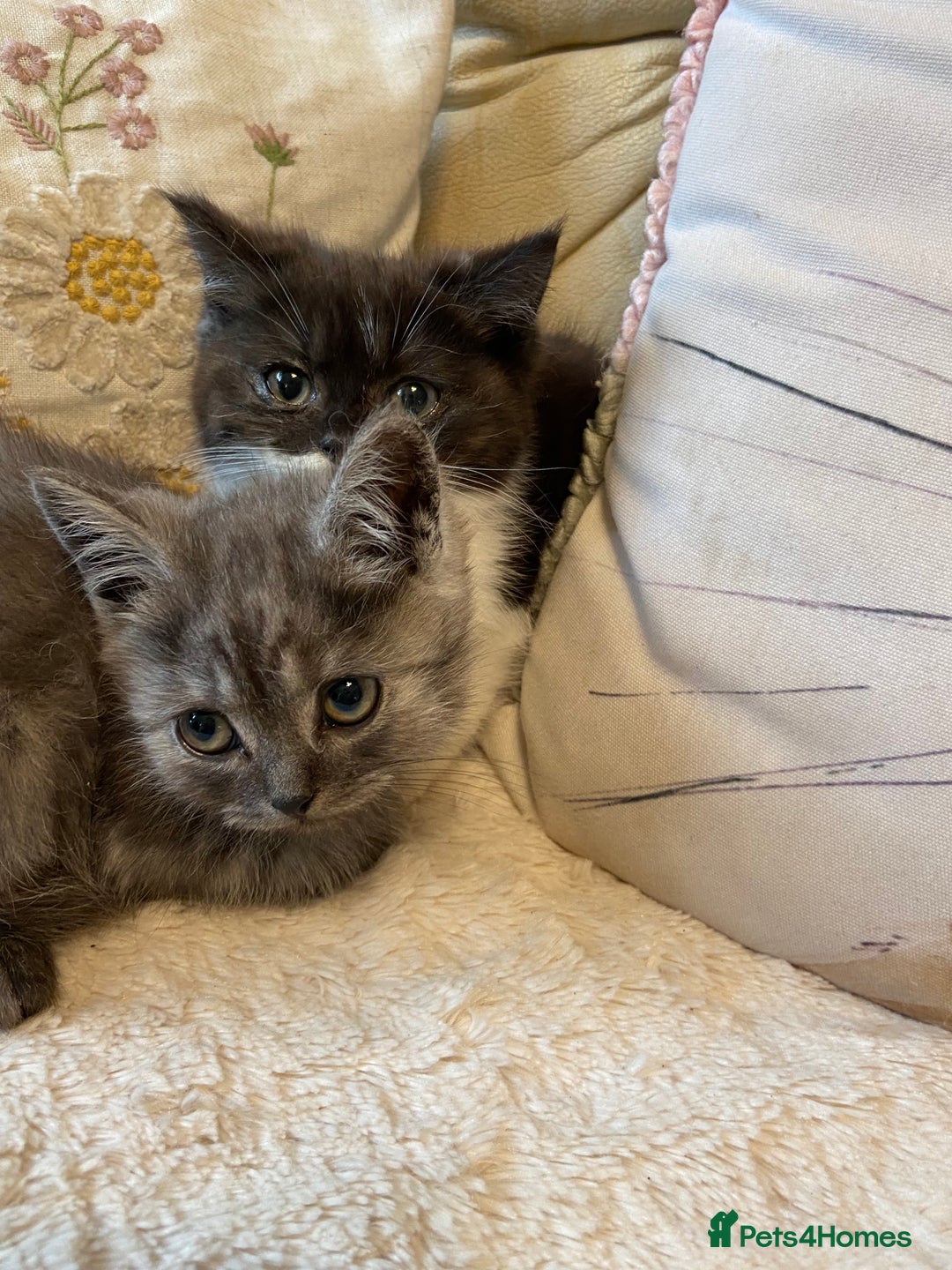 Persian cats for sale: Open faced Persian girl  - Image 3