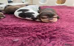 Cocker Spaniel dogs for sale: KC Show Cockers - 1 Girl , 3 Boys remaining! - Image 22