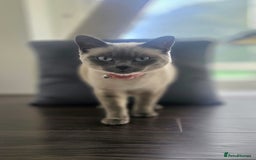 Ragdoll cats for sale: Female Ragdoll- READ DESCRIPTION - Image 2