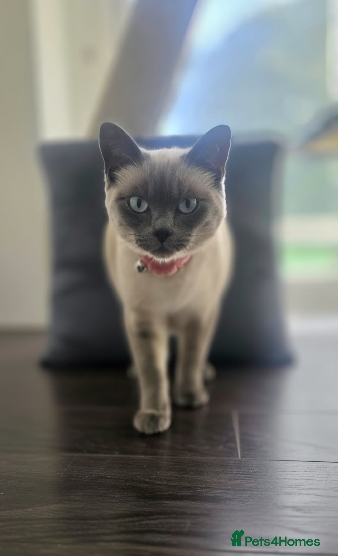 Ragdoll cats for sale: Female Ragdoll- READ DESCRIPTION - Image 2