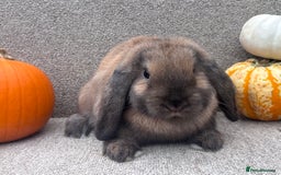 Dwarf Lop rabbits for sale: Dwarf Lop Baby Rabbits - Image 5