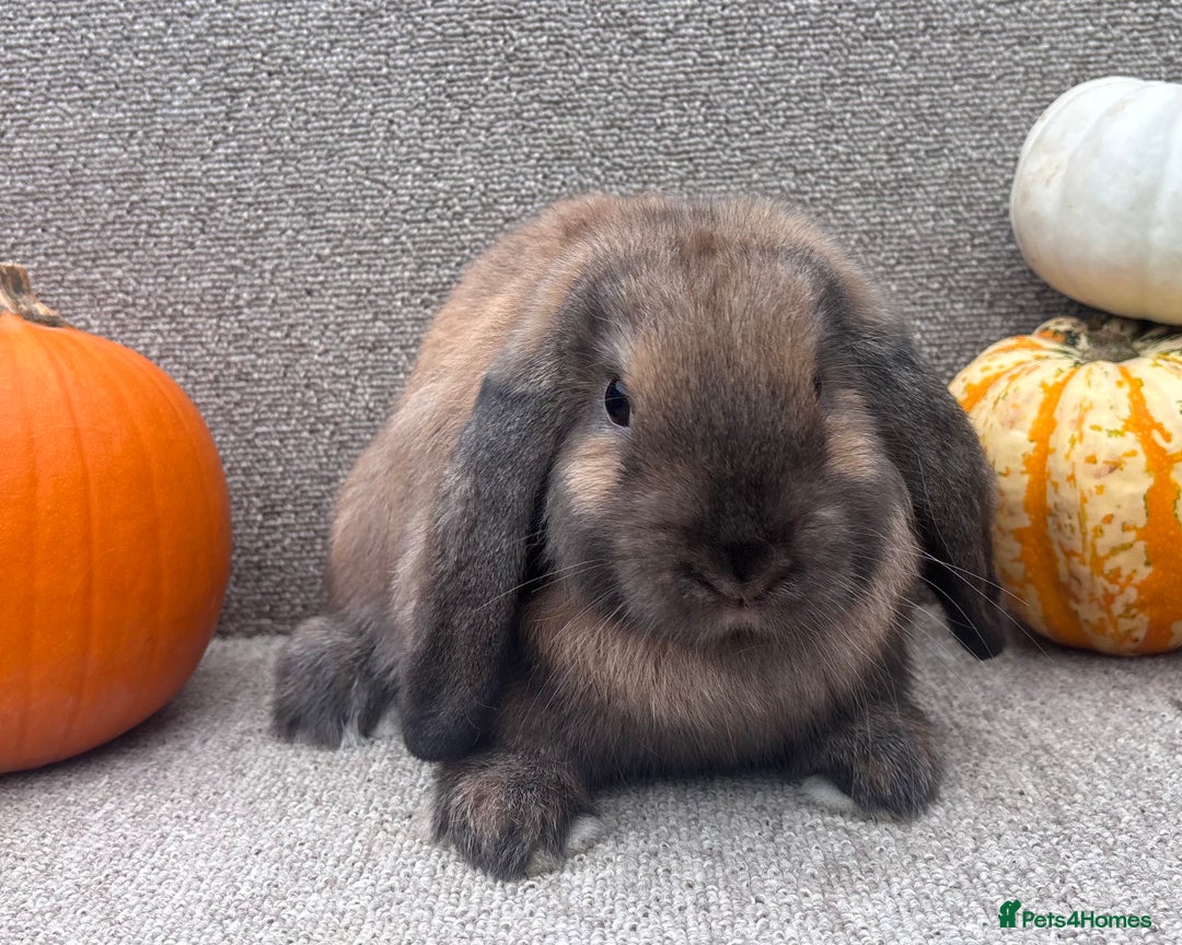 Dwarf Lop rabbits for sale: Dwarf Lop Baby Rabbits - Image 5