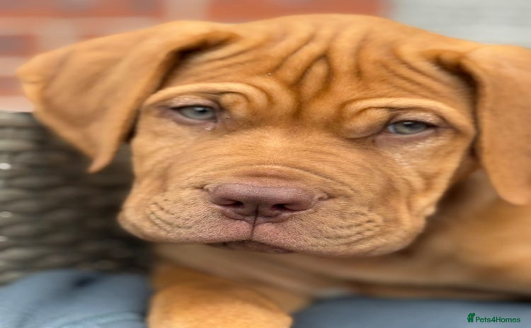 Dogue De Bordeaux dogs - Advert 1