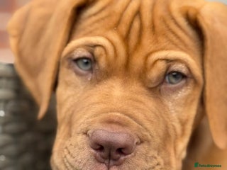 Dogue De Bordeaux dogs - Advert 1