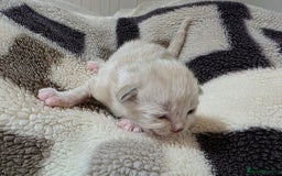 Mixed Breed cats for sale: Lovely mixed kittens 🐱😻😽👌 - Advert 5