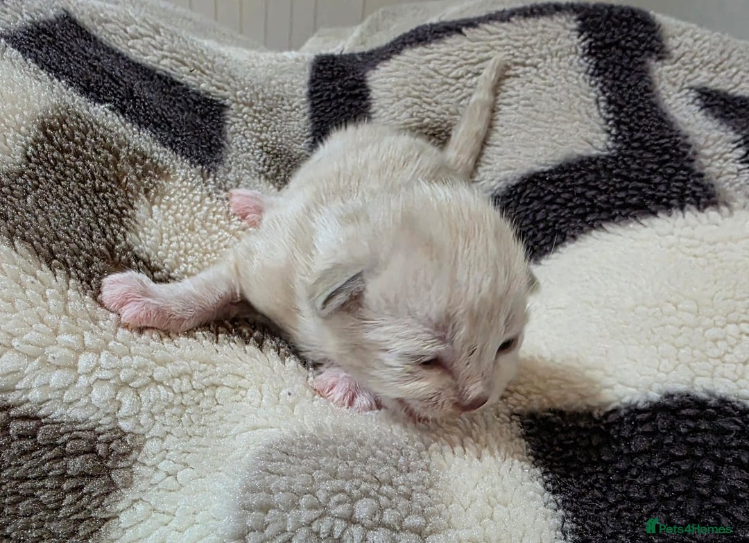 Mixed Breed cats for sale: Lovely mixed kittens 🐱😻😽👌 - Advert 5