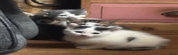 Mixed Breed cats for sale: Beautiful kittens ready to go - Advert 3