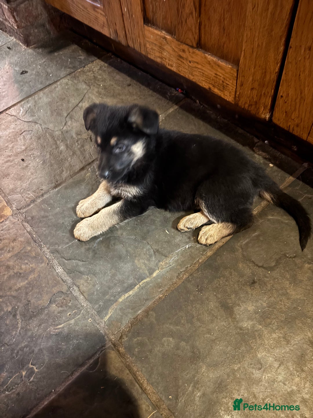 German Shepherd dogs for sale: Farm Bred German Shepard Puppies For Sale - Advert 6