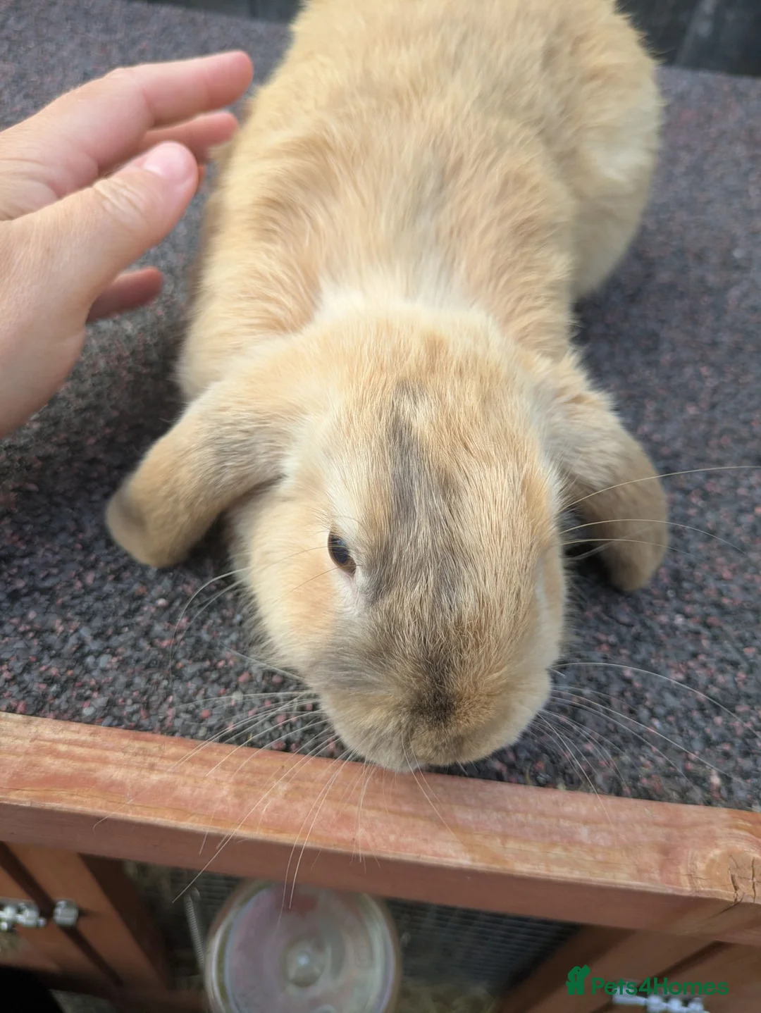 Mini Lop rabbits for sale: Mini lops  - Advert 2