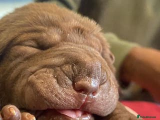 Shar Pei dogs 5 girls and one boy - Advert 1