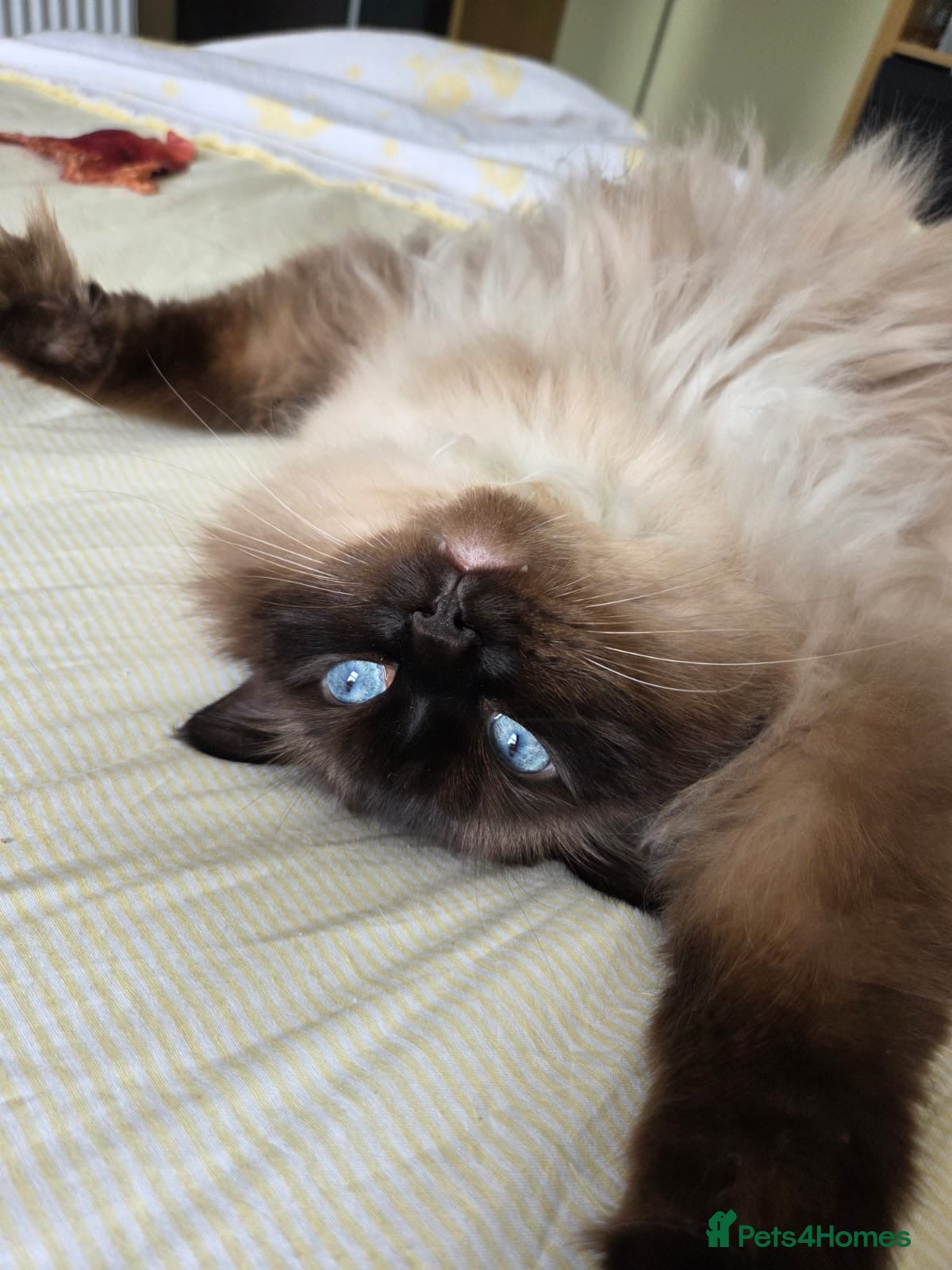 Ragdoll cats 5 year old male ragdoll for rehoming - Advert 1
