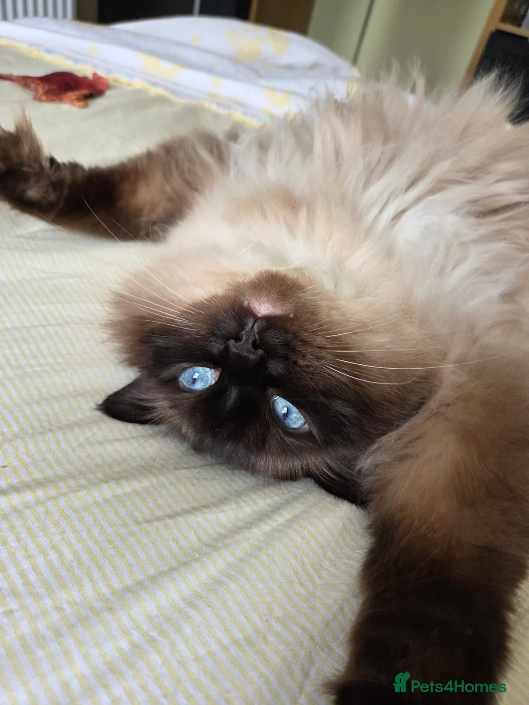 Ragdoll cats for sale: 5 year old male ragdoll for rehoming - Advert 1