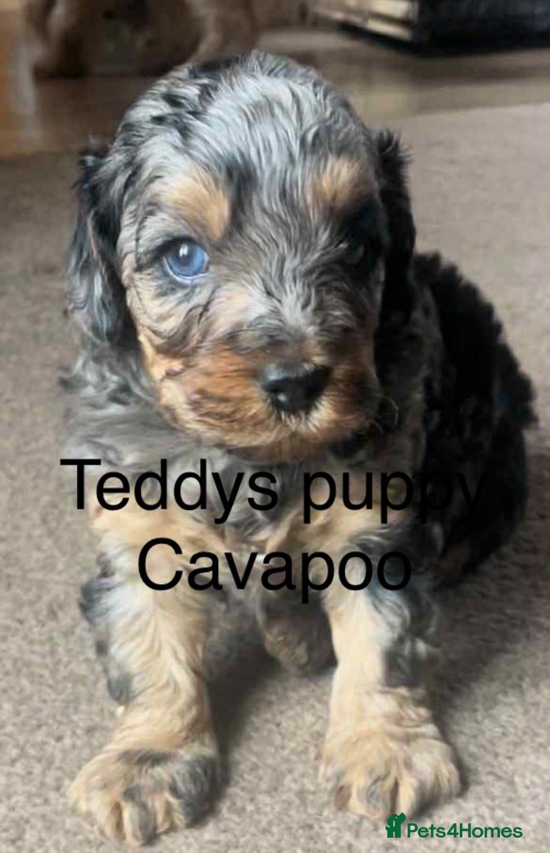 Miniature Poodle dogs for stud: Proven chocolate phantom merle mini poodle stud - Advert 12