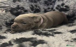 Staffordshire Bull Terrier dogs for sale: Full pedigree blue staffy pups - Image 2