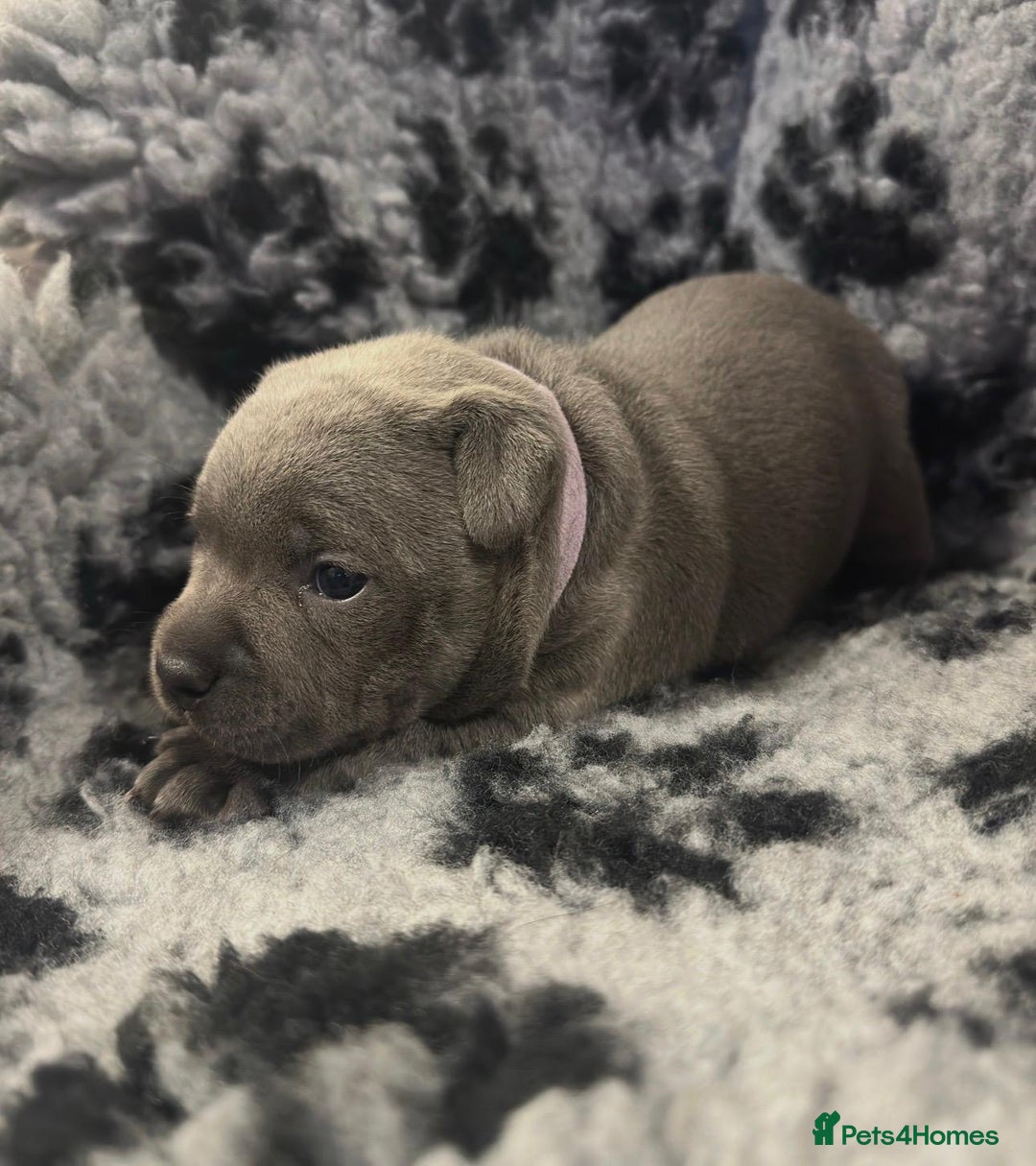 Staffordshire Bull Terrier dogs for sale: Full pedigree blue staffy pups - Image 2