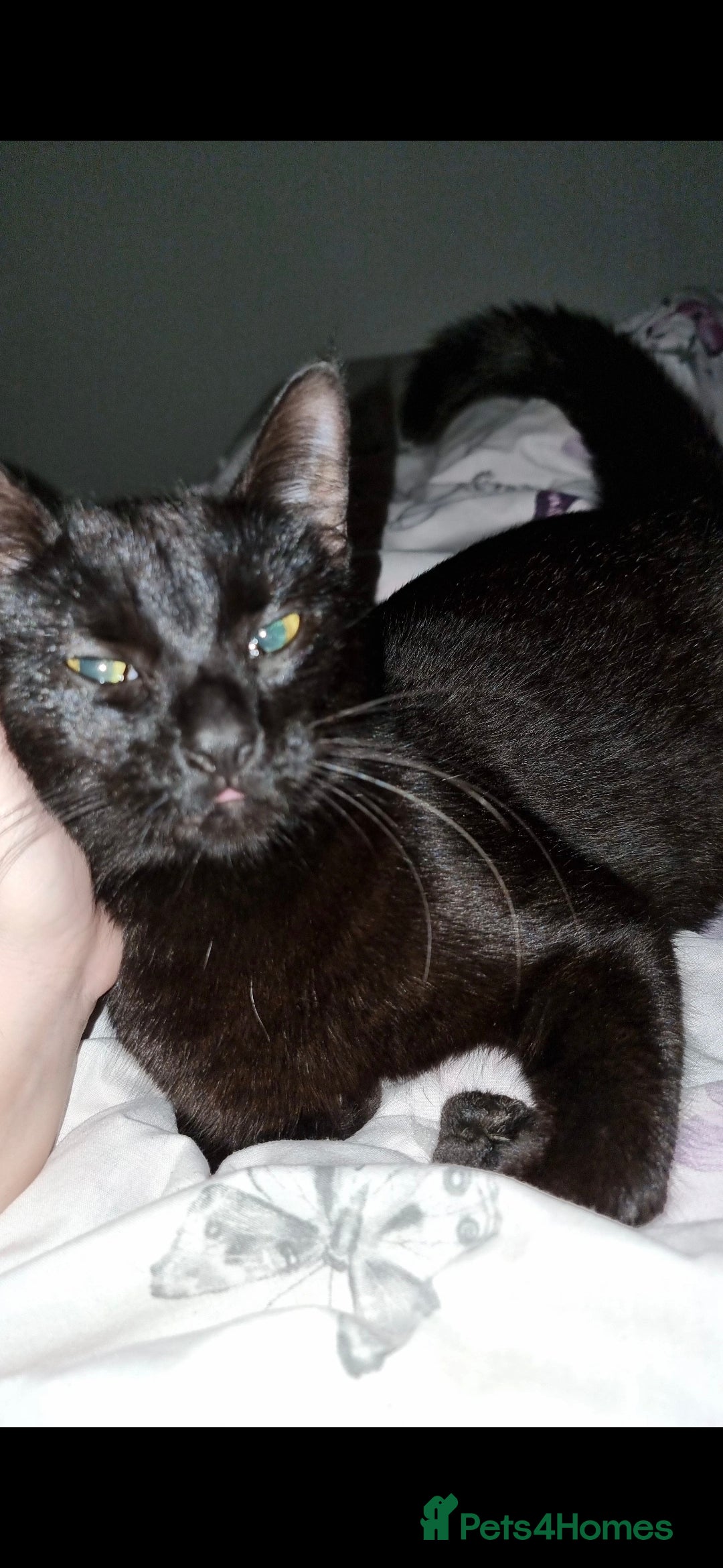 European cats FREE Looking for a loving home for our cat - Advert 1