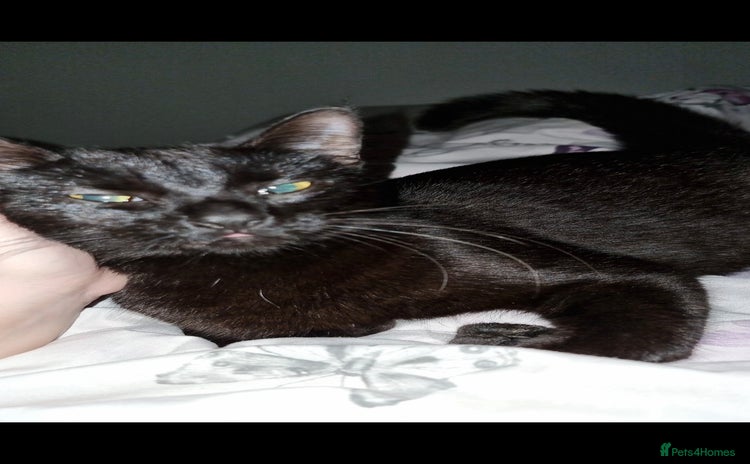 European cats - Advert 1