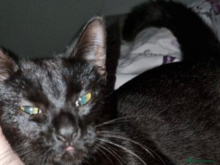 European cats - Advert 2