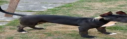 English Bull Terrier dogs for sale: Black Female English Bullterrier  in Luton - Advert 4