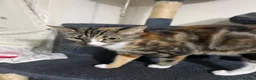 British Shorthair cats for sale: Kitten for sale in London - Advert 3
