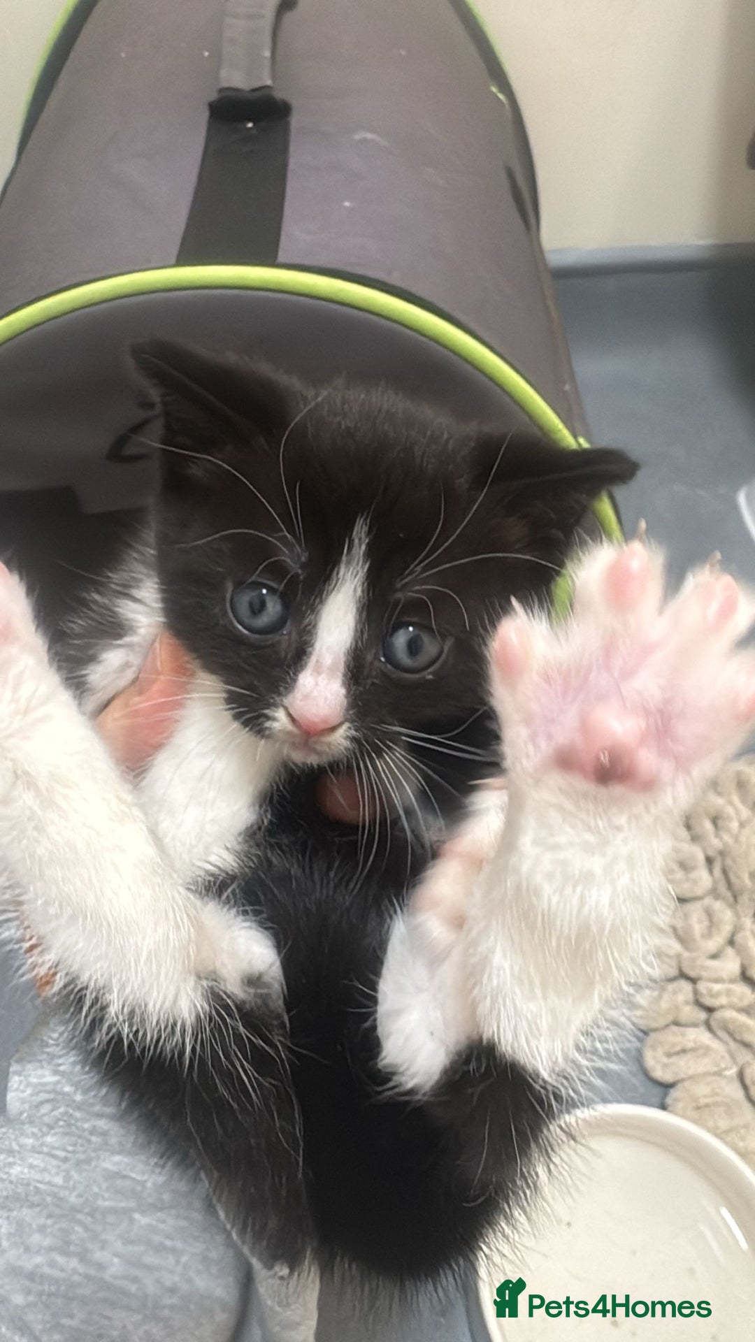 Mixed Breed cats for sale: Russian Blue x Tabby - Advert 38