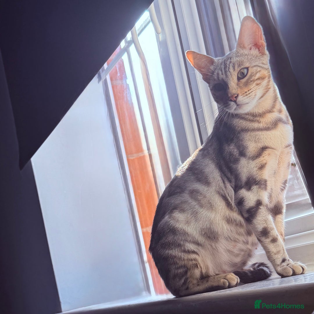 Bengal cats for sale: Pedigree Bengal Kitten 💙 - Advert 1