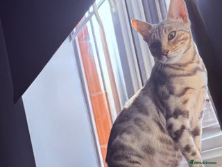 Bengal cats Pedigree Bengal Kitten 💙 - Advert 2