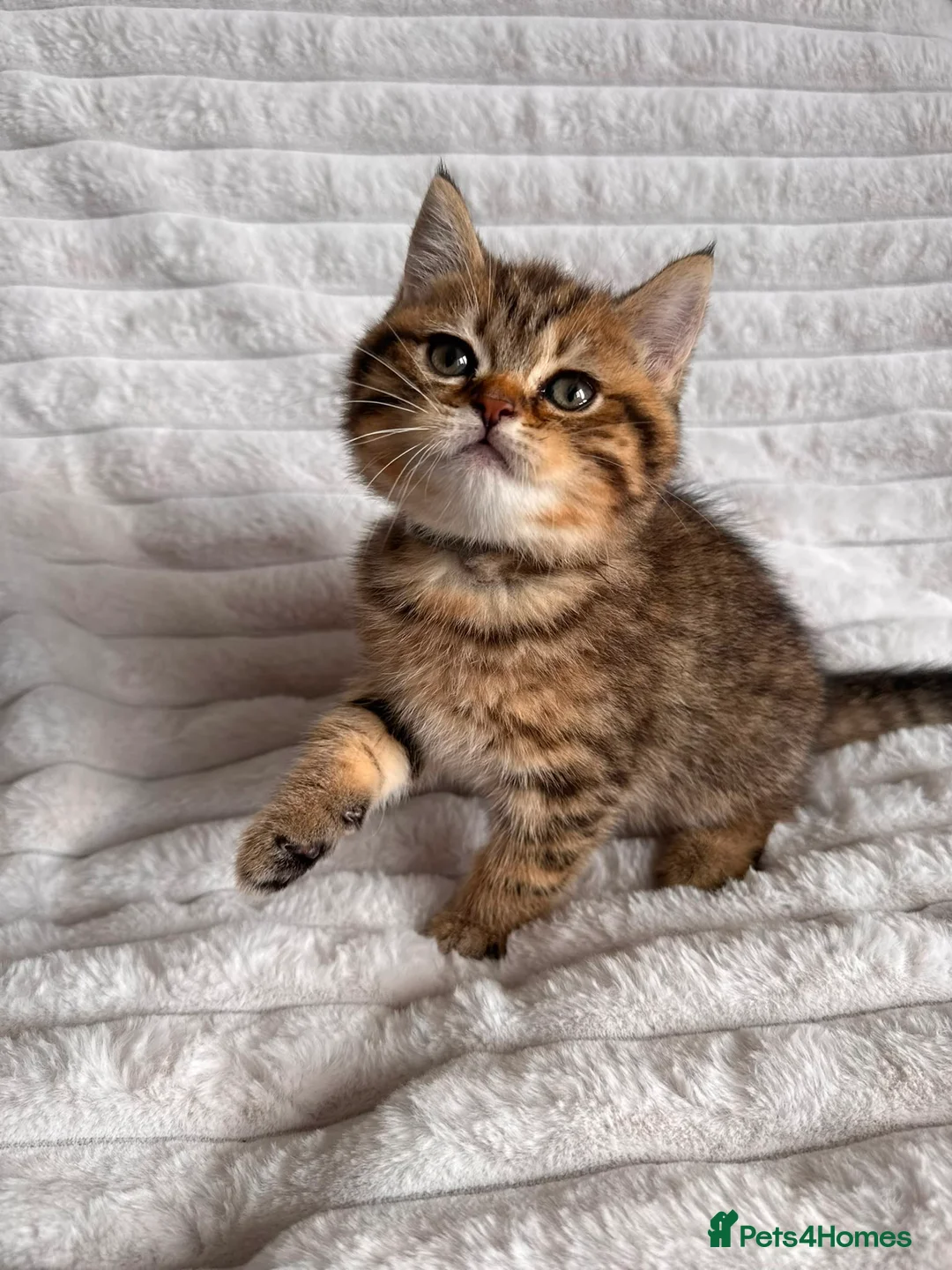 British Shorthair cats for sale: 😻Beautiful British Shorthair Kittens 🐈‍⬛ 🩷💙 - Advert 1