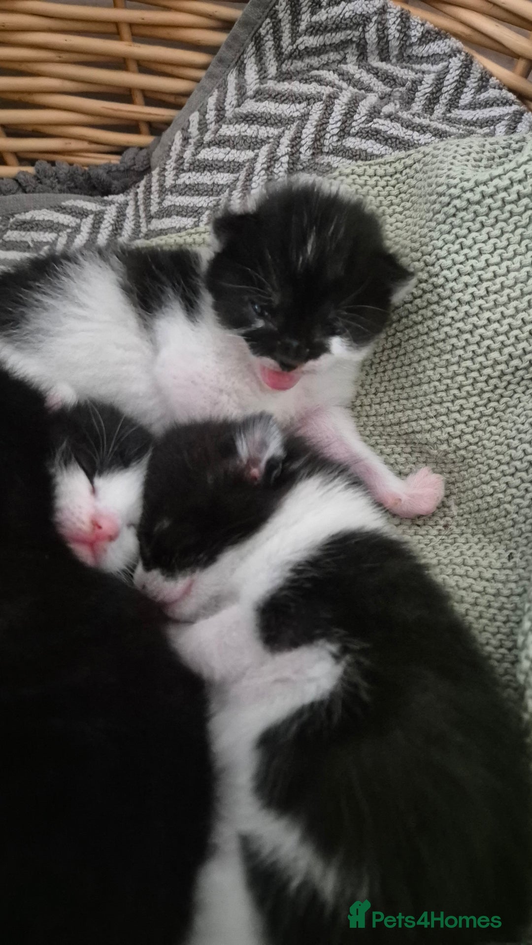Domestic Shorthair cats for sale: 2 black and white kittens, 1 all black Female - Advert 16